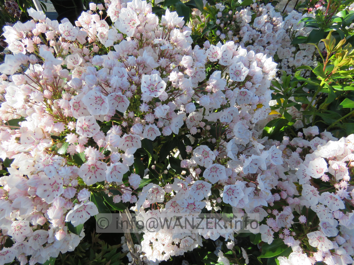 Kalmia latifolia Zebulon 01.JPG